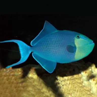 Odonus Niger M 5 8 cm