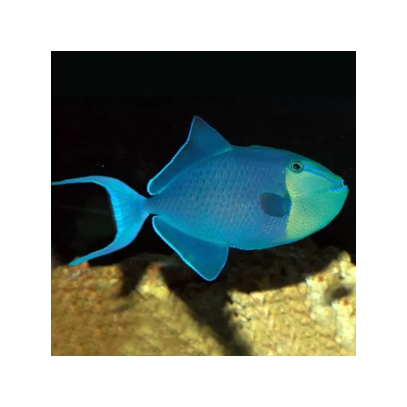 Odonus Niger M 5 8 cm Odonus Niger M 5 8 cm