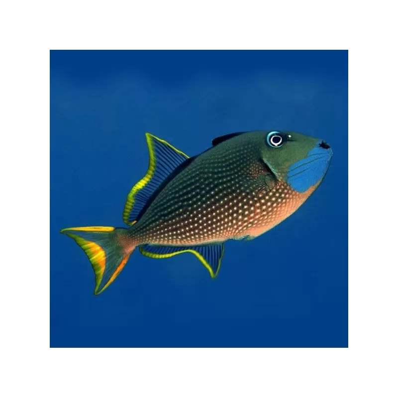 xanthichthys auromarginatus L xanthichthys auromarginatus L
