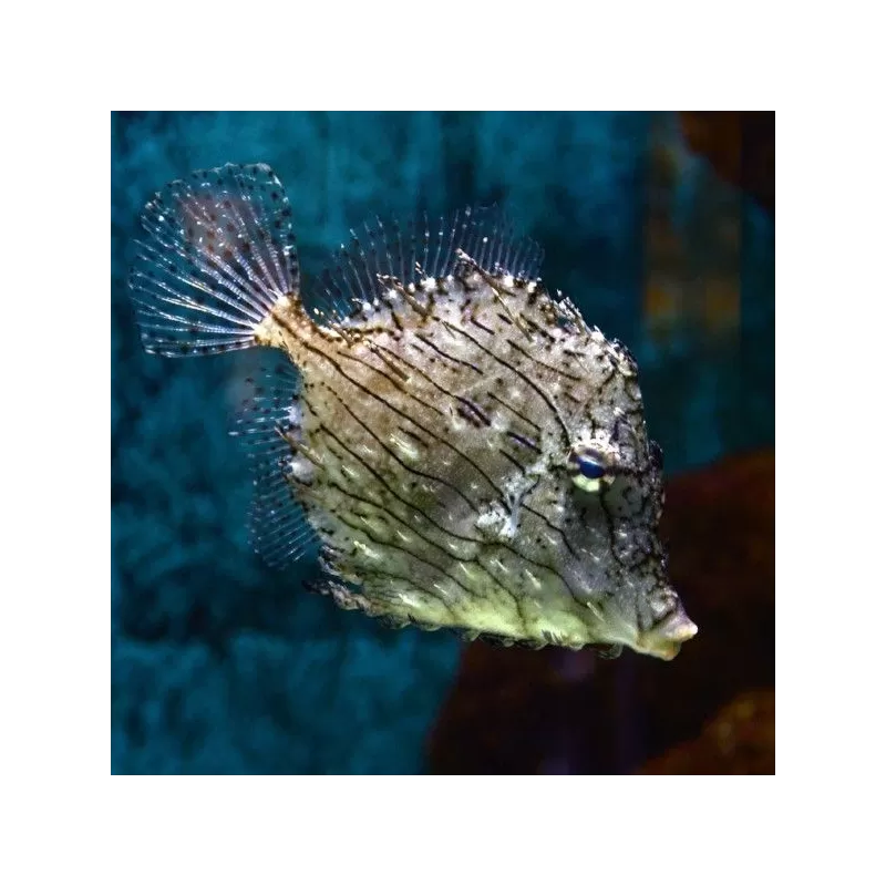 Chaetodermis Penicilligerus (M )