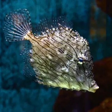 chaetodermis pencilligerus L 7 10cm