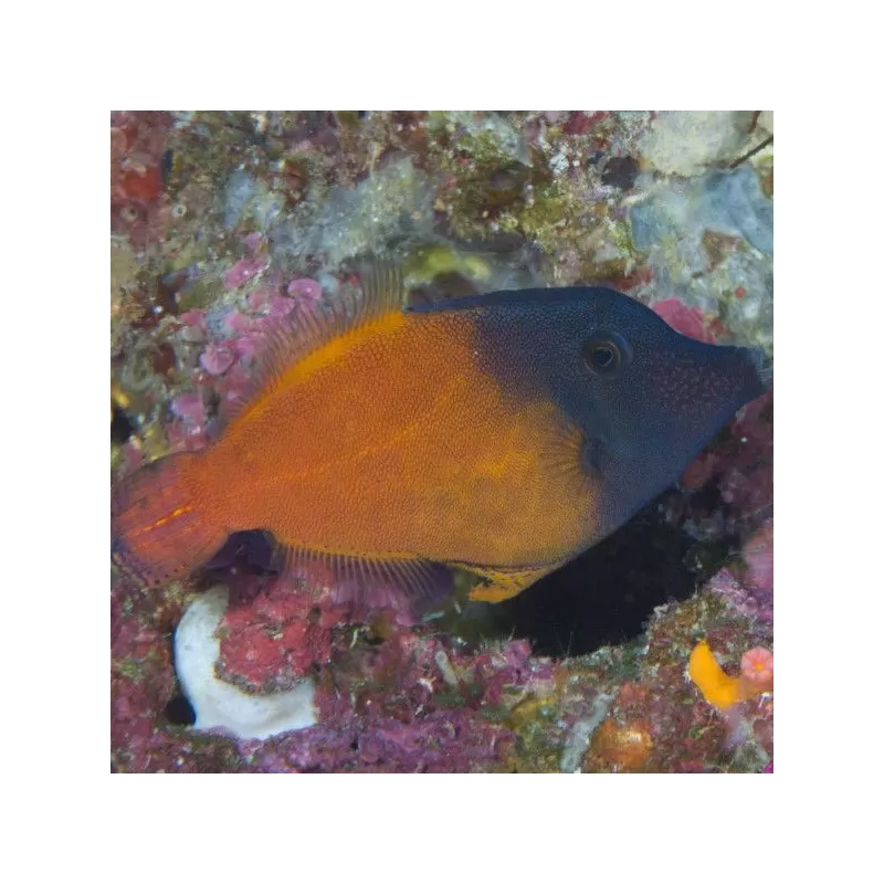 pervagor melanocephalus M 5 8 cm pervagor melanocephalus M 5 8 cm