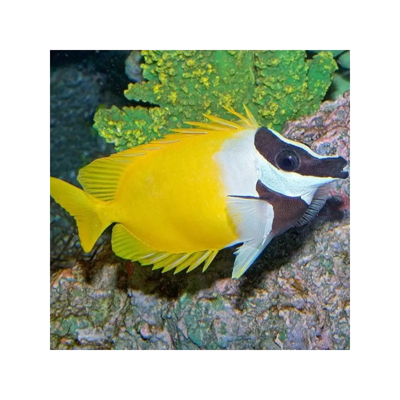 Siganus Vulpinus (M) Siganus Vulpinus (M)