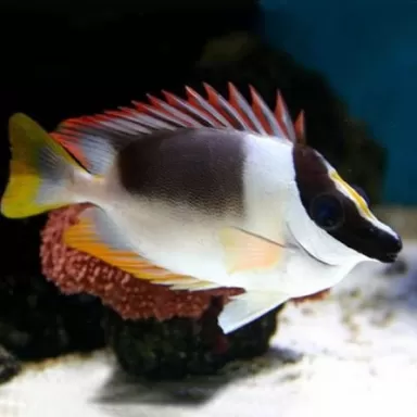 siganus magnifica L