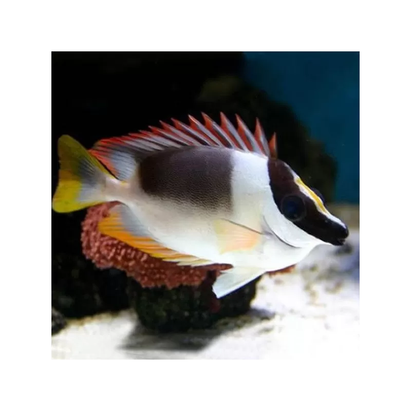 siganus magnifica L siganus magnifica L