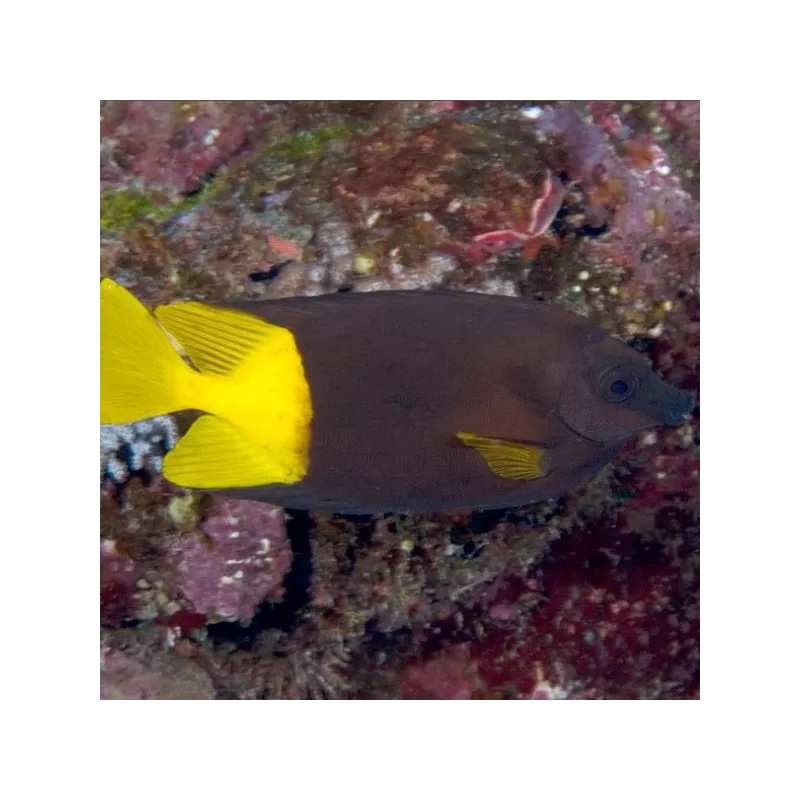 Siganus uspi Fiji M Siganus uspi Fiji M