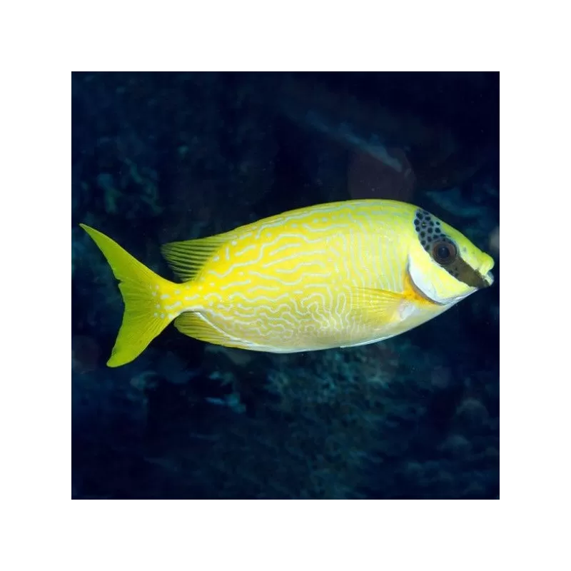 Siganus Puellus S Siganus Puellus S