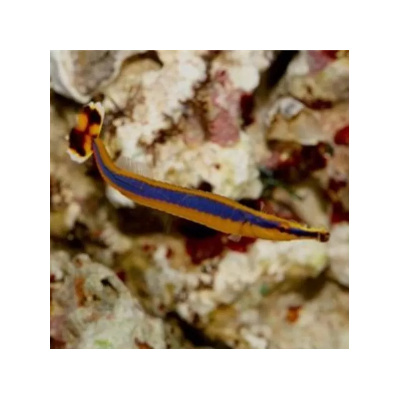 Doryrhampus Excisus Doryrhampus Excisus