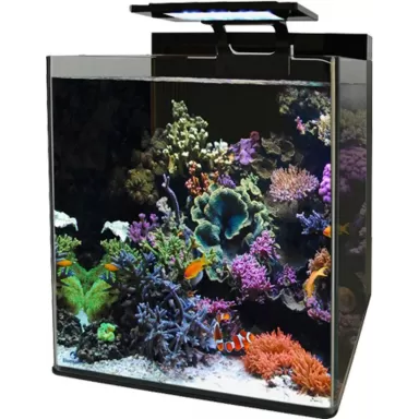 Blue marine reef 60 aquarium