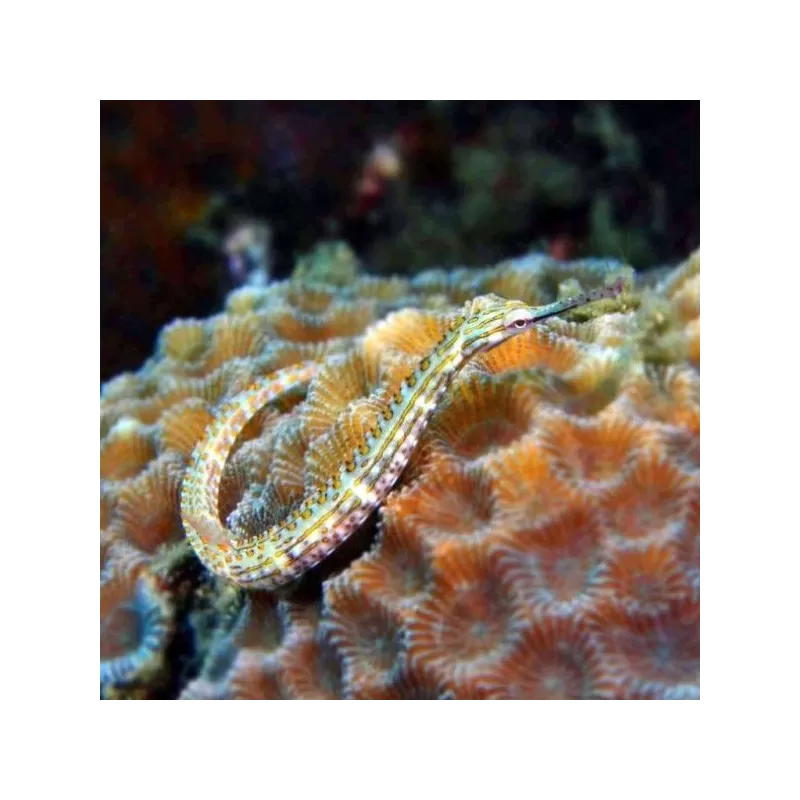 corythoichthys intestinalis corythoichthys intestinalis