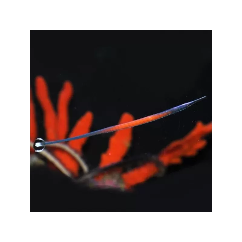 doryrhamphus jansi doryrhamphus jansi