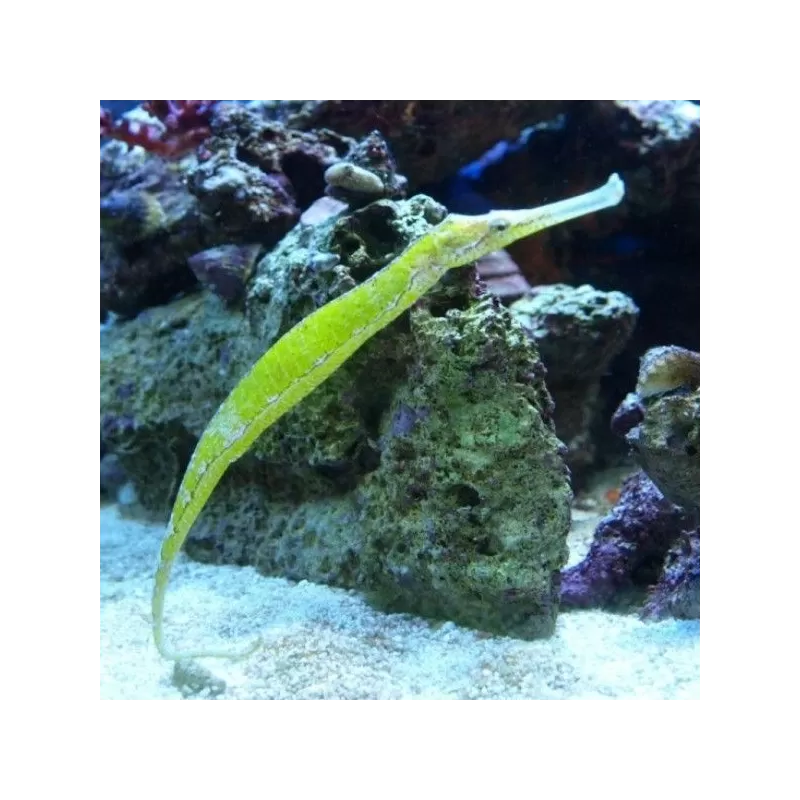 Sygnatoides Biaculeatus Sygnatoides Biaculeatus
