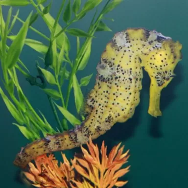 hippocampus reidi yellow M L