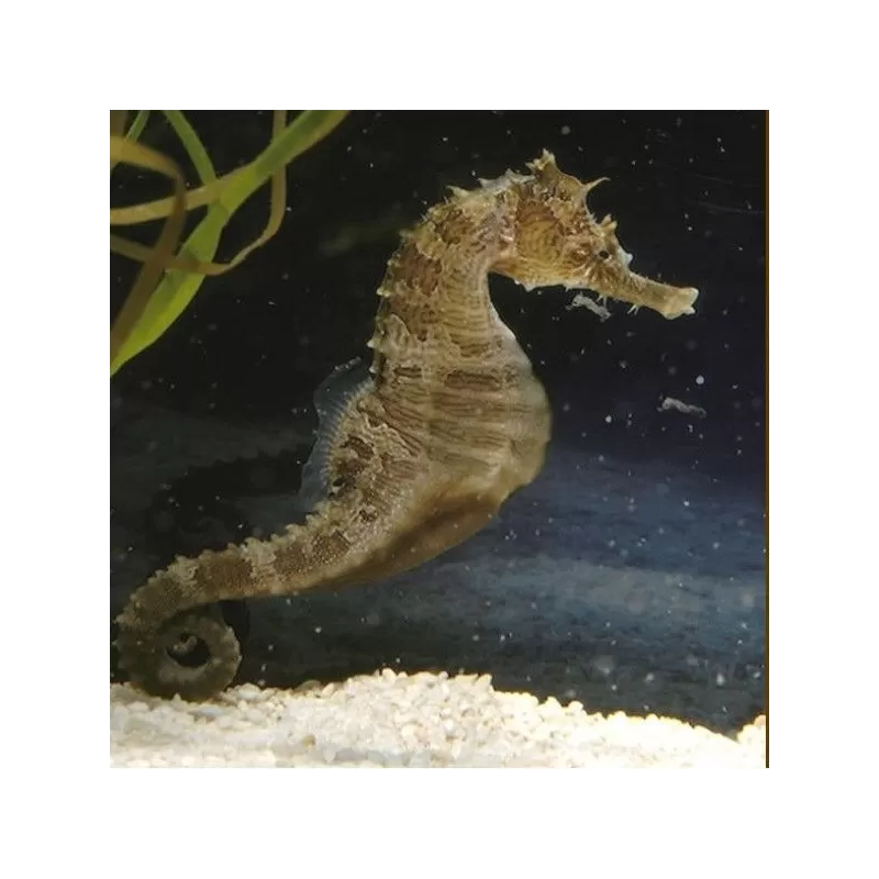 Hippocampus Erectus Hippocampus Erectus