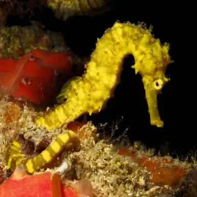 Hippocampus Comes
