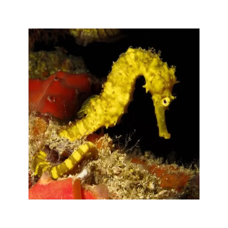 Hippocampus Comes Hippocampus Comes
