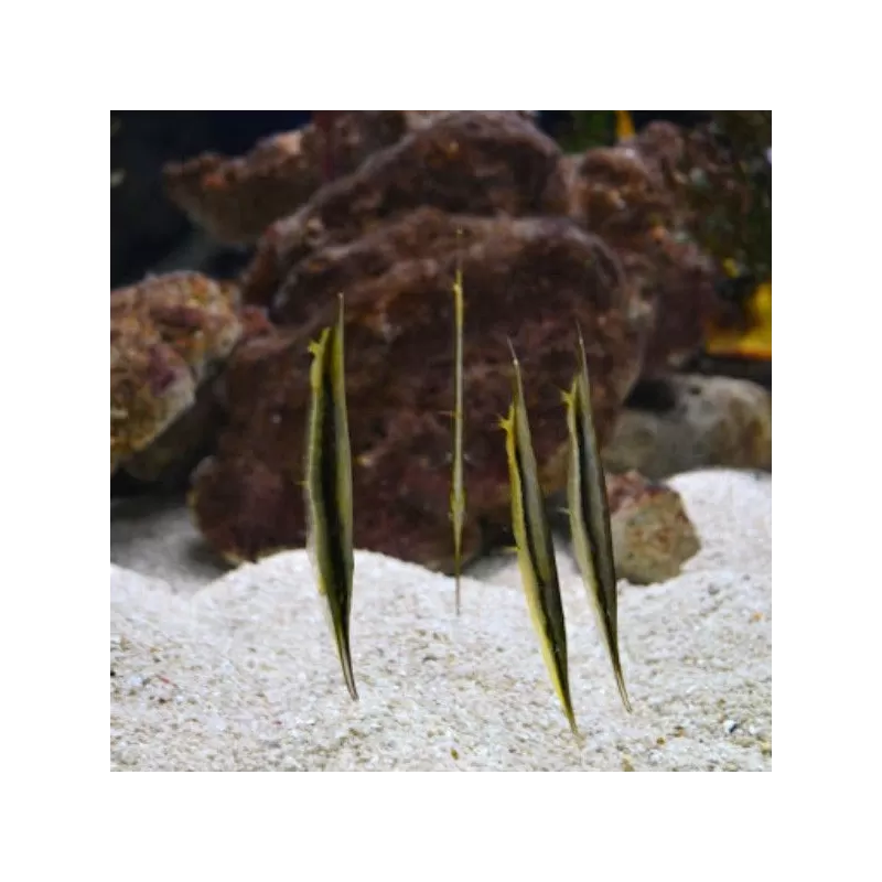 Aeoliscus strigatus Aeoliscus strigatus