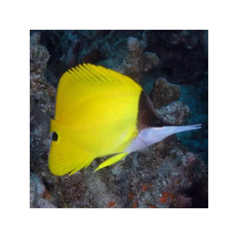 Torc à ventre jaune (M)