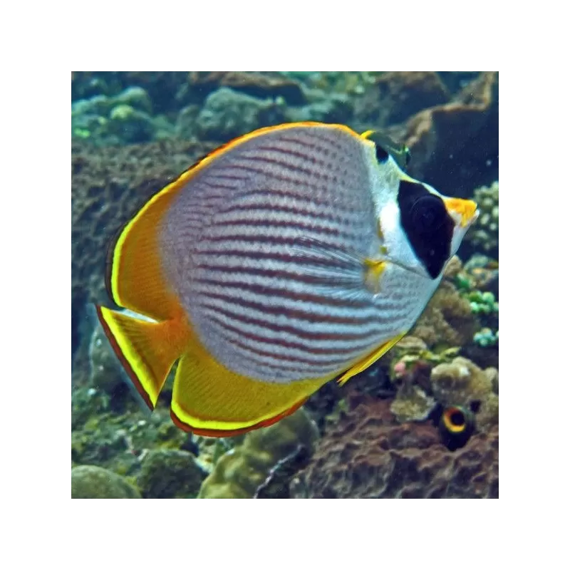 chaetodon adiergastos S M