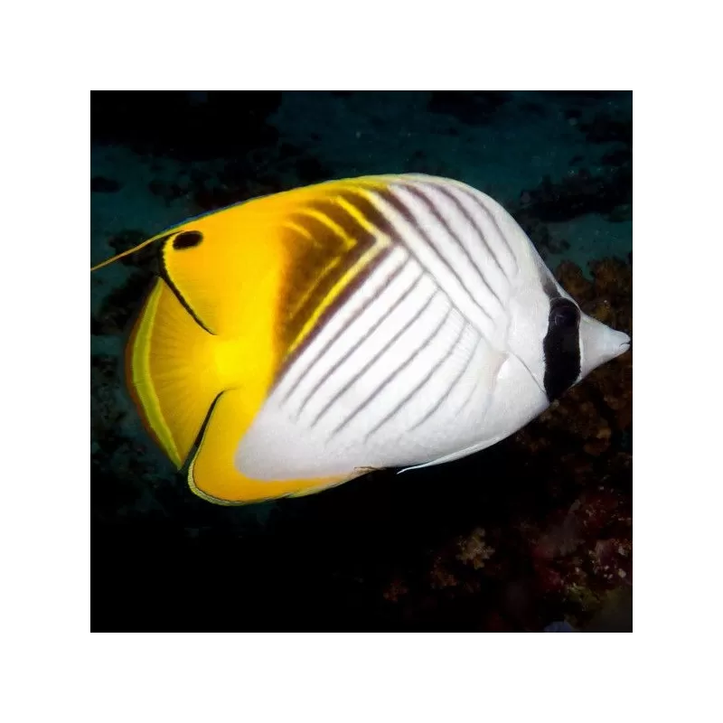 Chaetodon Auriga M Chaetodon Auriga M