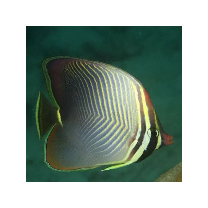 Chaetodon baronessa Chaetodon baronessa