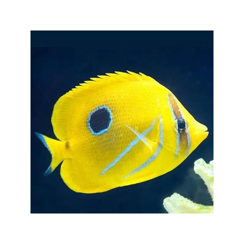 Coral And Fishstore - Chaetodon Bennetti - Eclipse-Falterfisch Coral And Fishstore - Chaetodon Bennetti - Eclipse-Falterfisch