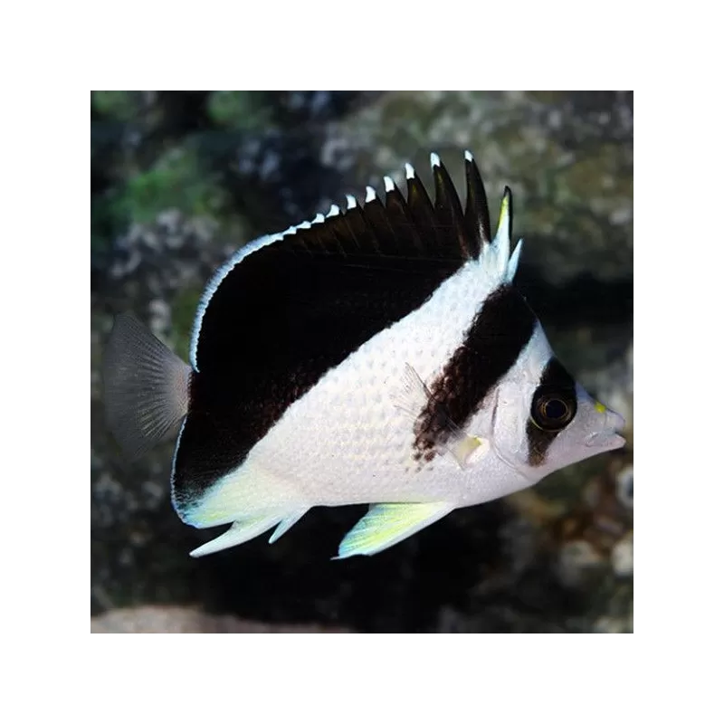 Chaetodon Burgessi Chaetodon Burgessi