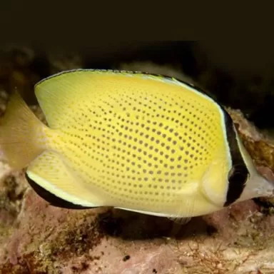 chaetodon citrinellus M