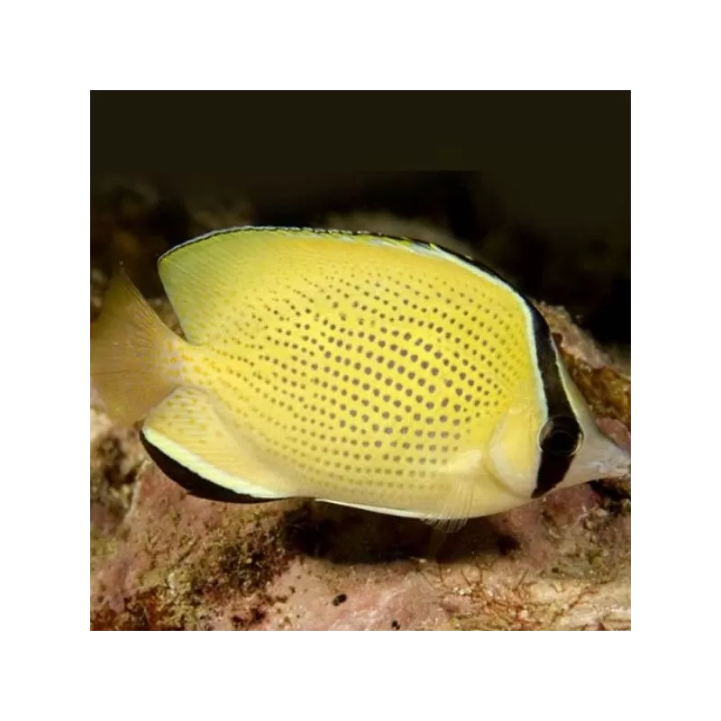 chaetodon citrinellus M chaetodon citrinellus M