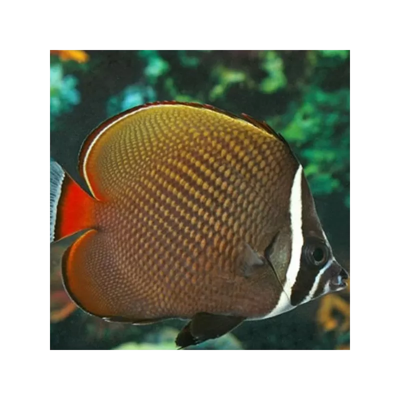 chaetodon collare M chaetodon collare M
