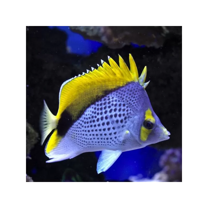 Chaetodon Declives Chaetodon Declives