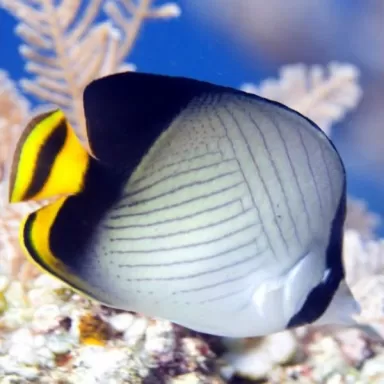 chaetodon decussatus