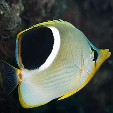 Chaetodon Ephippium M