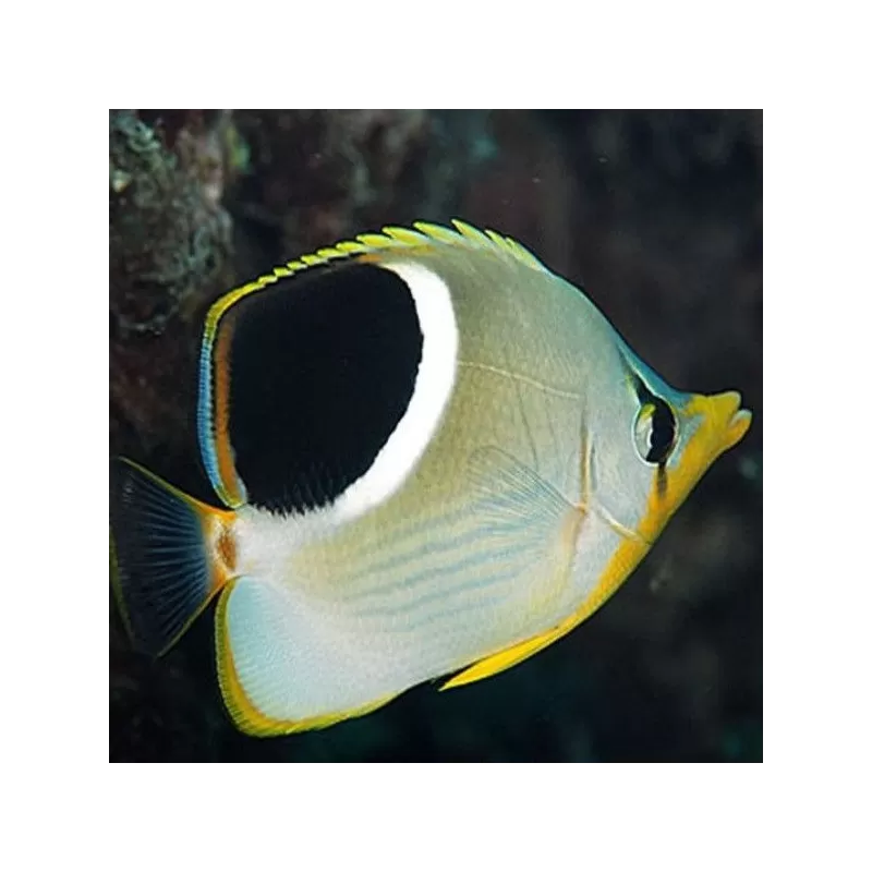 Chaetodon Ephippium M Chaetodon Ephippium M