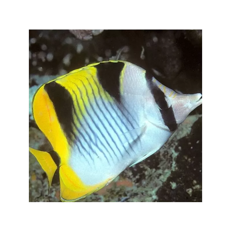 Chaetodon Falcula (S) Chaetodon Falcula (S)