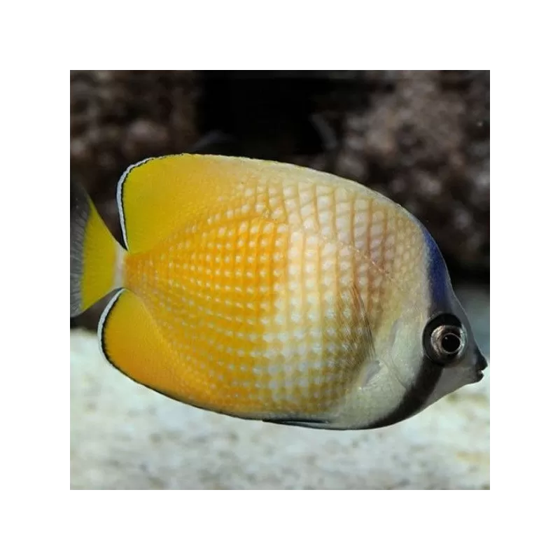 Chaetodon Kleinii (M)