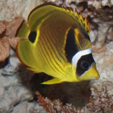 chaetodon lunula S