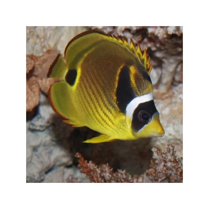chaetodon lunula S chaetodon lunula S