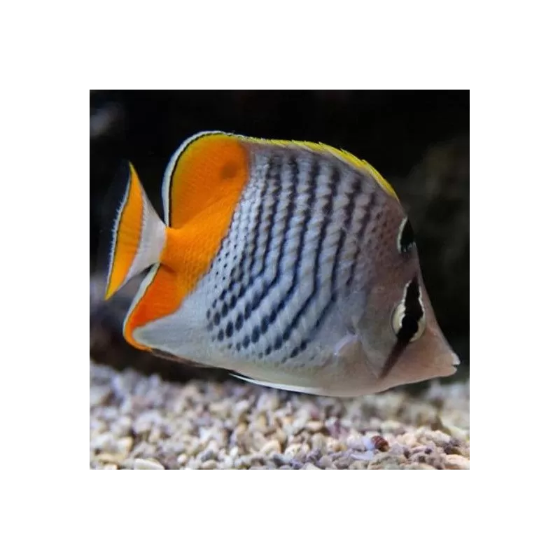 chaetodon madagascariensis chaetodon madagascariensis