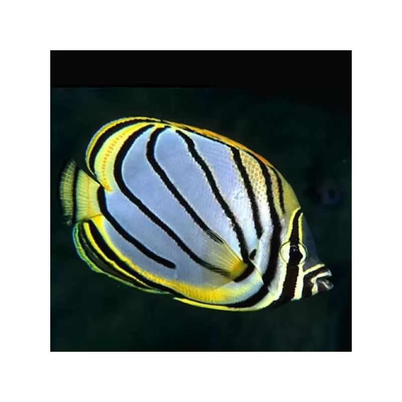 Chaetodon Meyeri Chaetodon Meyeri