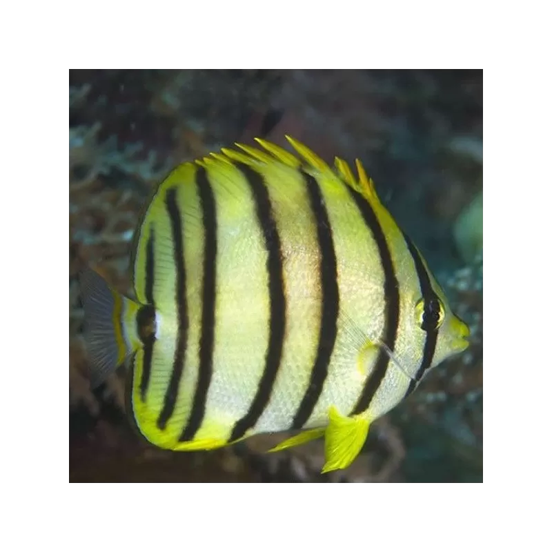 Chaetodon Octofasciatus Chaetodon Octofasciatus