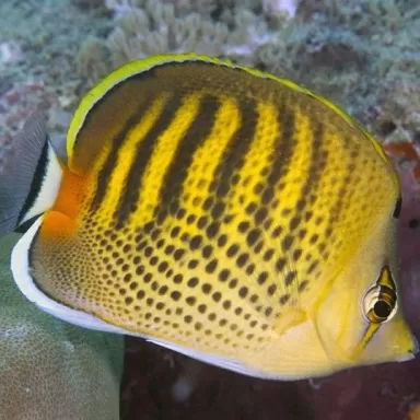 Chaetodon punctatofasciatus