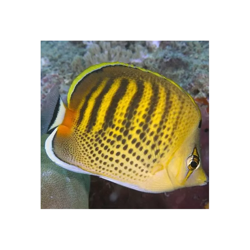 Chaetodon punctatofasciatus Chaetodon punctatofasciatus