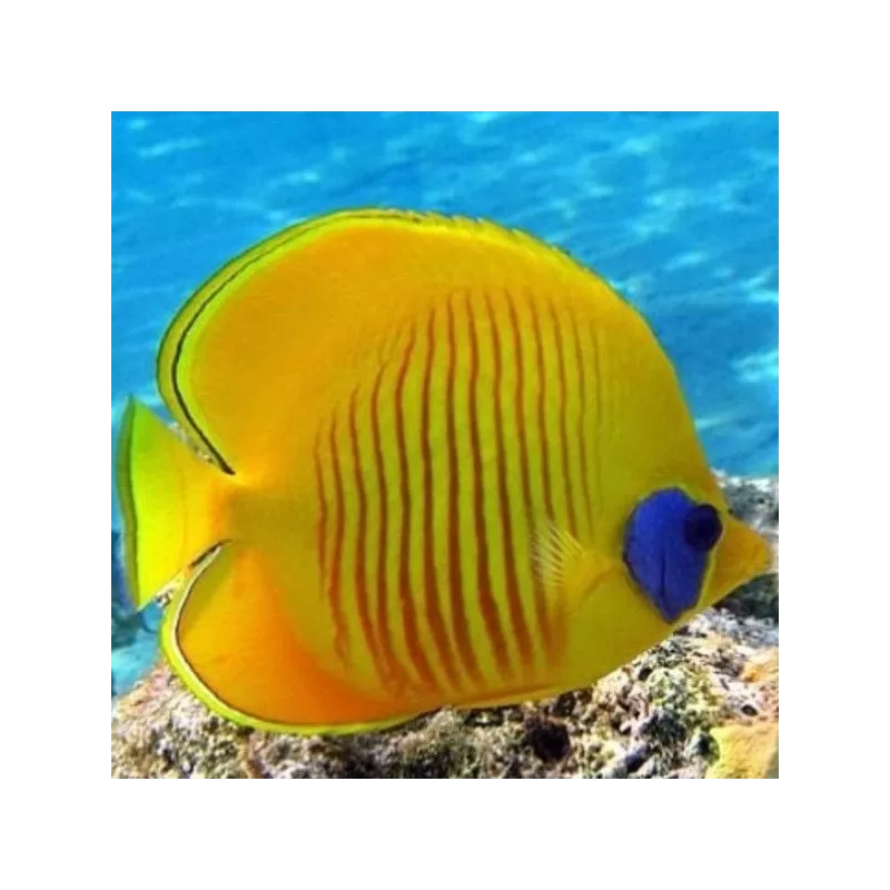 chaetodon semilarvatus M