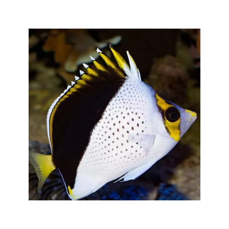 Chaetodon Tinkeri Chaetodon Tinkeri