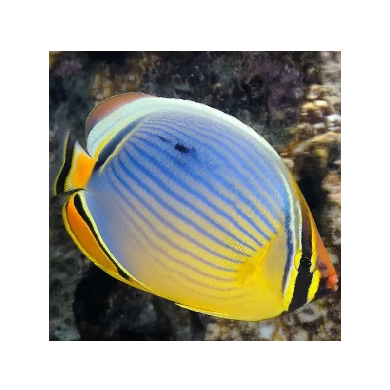 Chaetodon trifasciatus Chaetodon trifasciatus