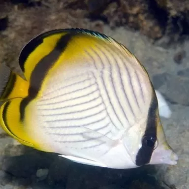 chaetodon vagabundus M