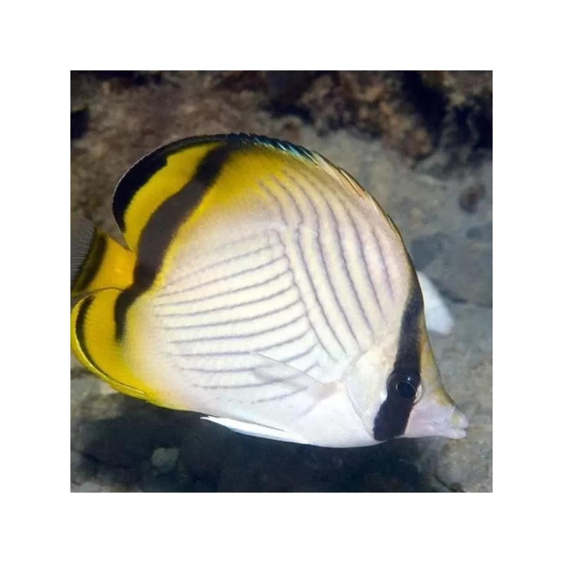 chaetodon vagabundus M chaetodon vagabundus M