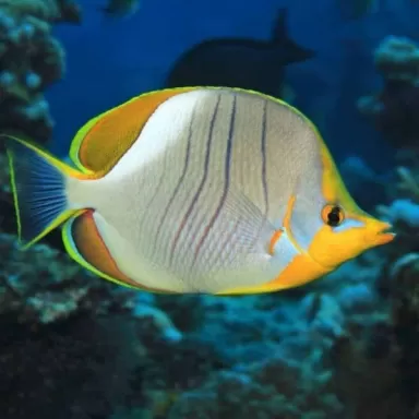 chaetodon xanthocephalus M