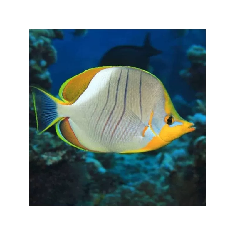 Chaetodon Xanthocephalus S
